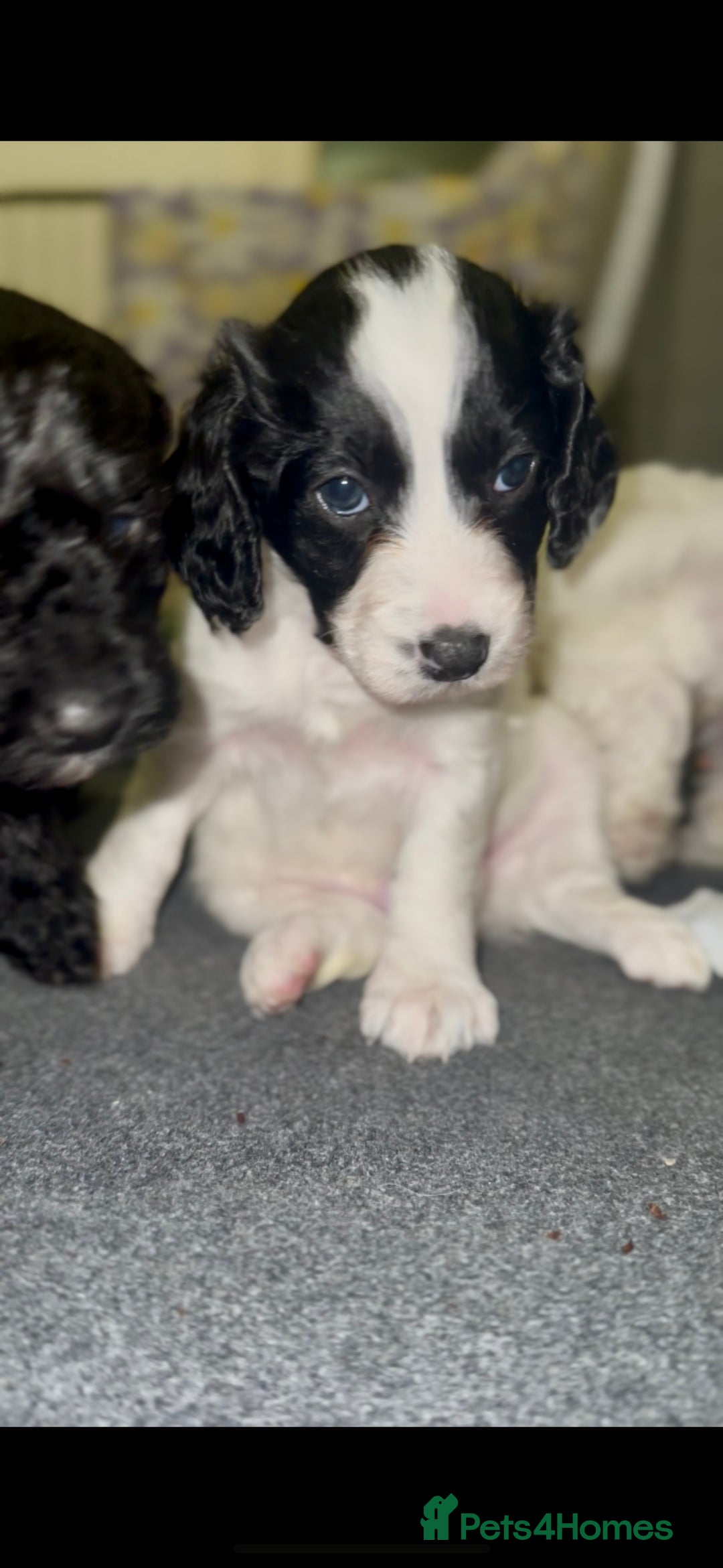 Cockapoo dogs for sale: 3 remaining Cockapoos looking for homes - Advert 8