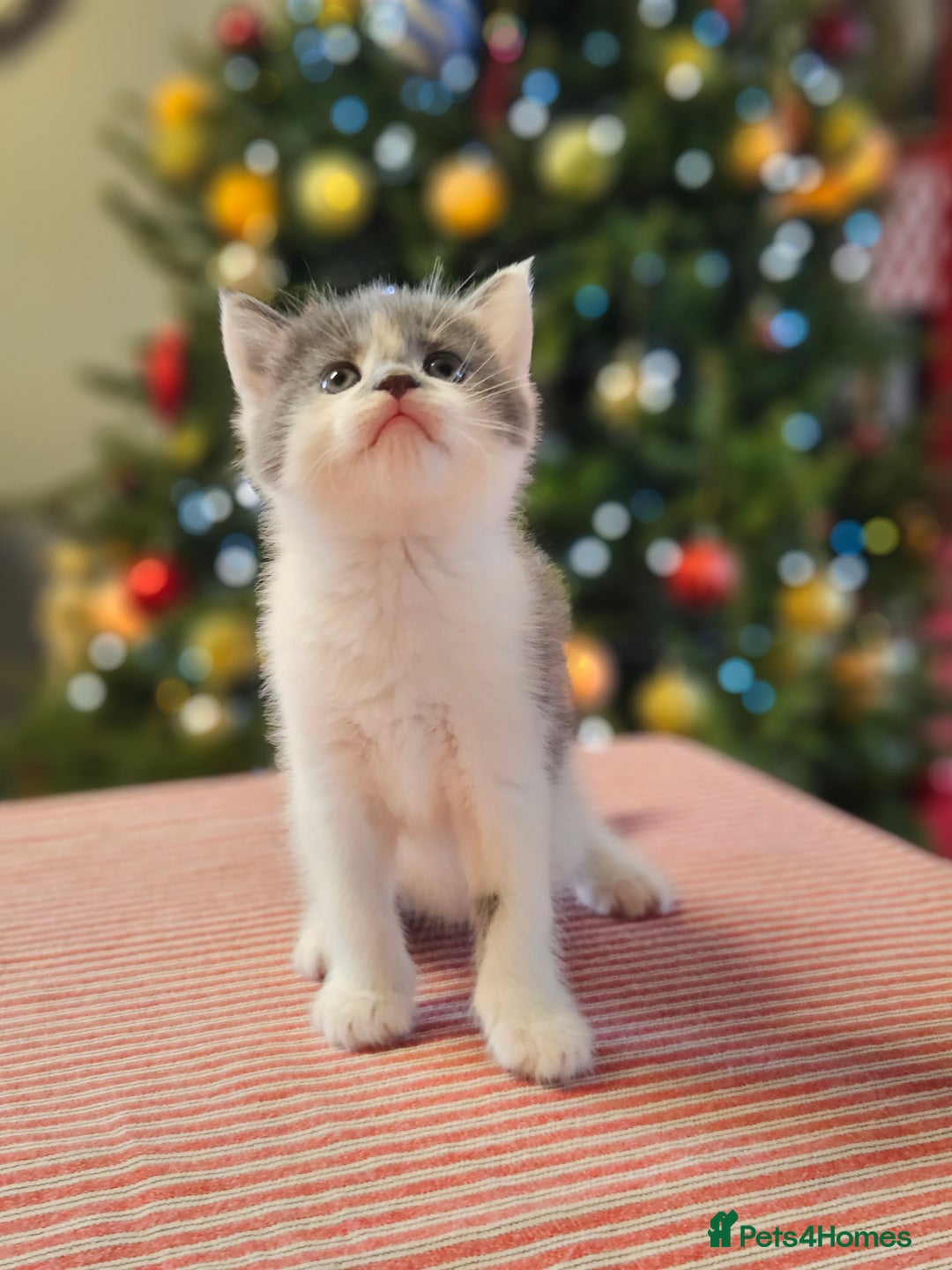 Maine Coon cats for sale: Adorable Maine Coon cross litter for sale - Advert 19