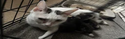 Mixed Breed cats for sale: Three Boys One Girl.  - Advert 4