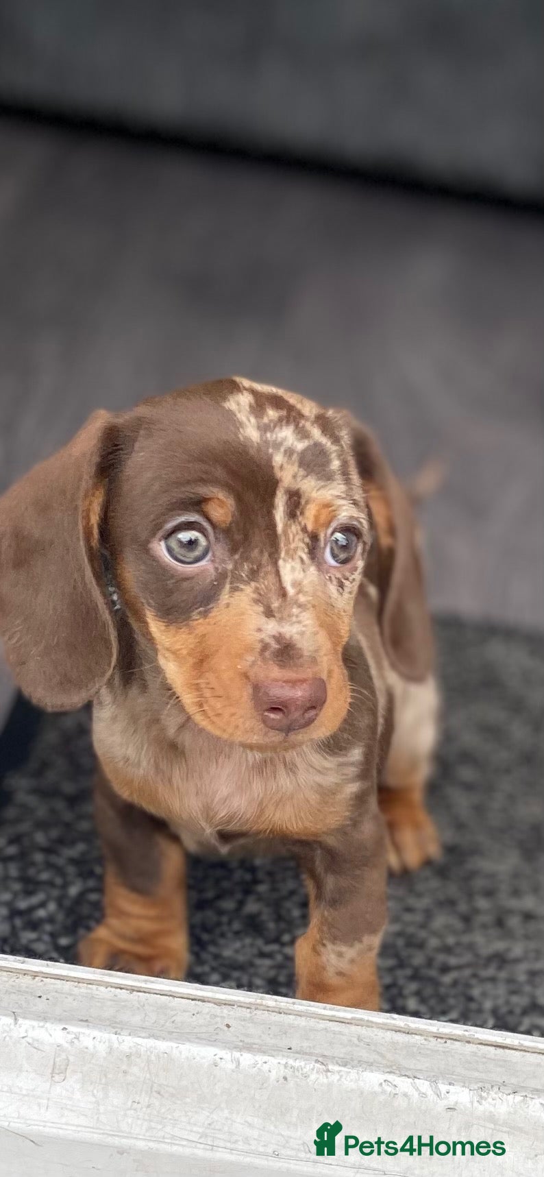 Miniature Dachshund dogs Beautiful smooth haired mini dachshunds😍 - Advert 1