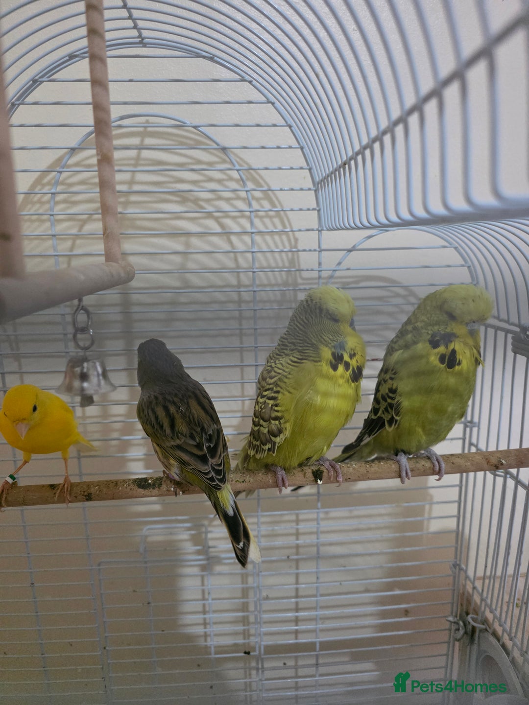 Budgerigars birds for sale: Couple Crested budgies  - Advert 9