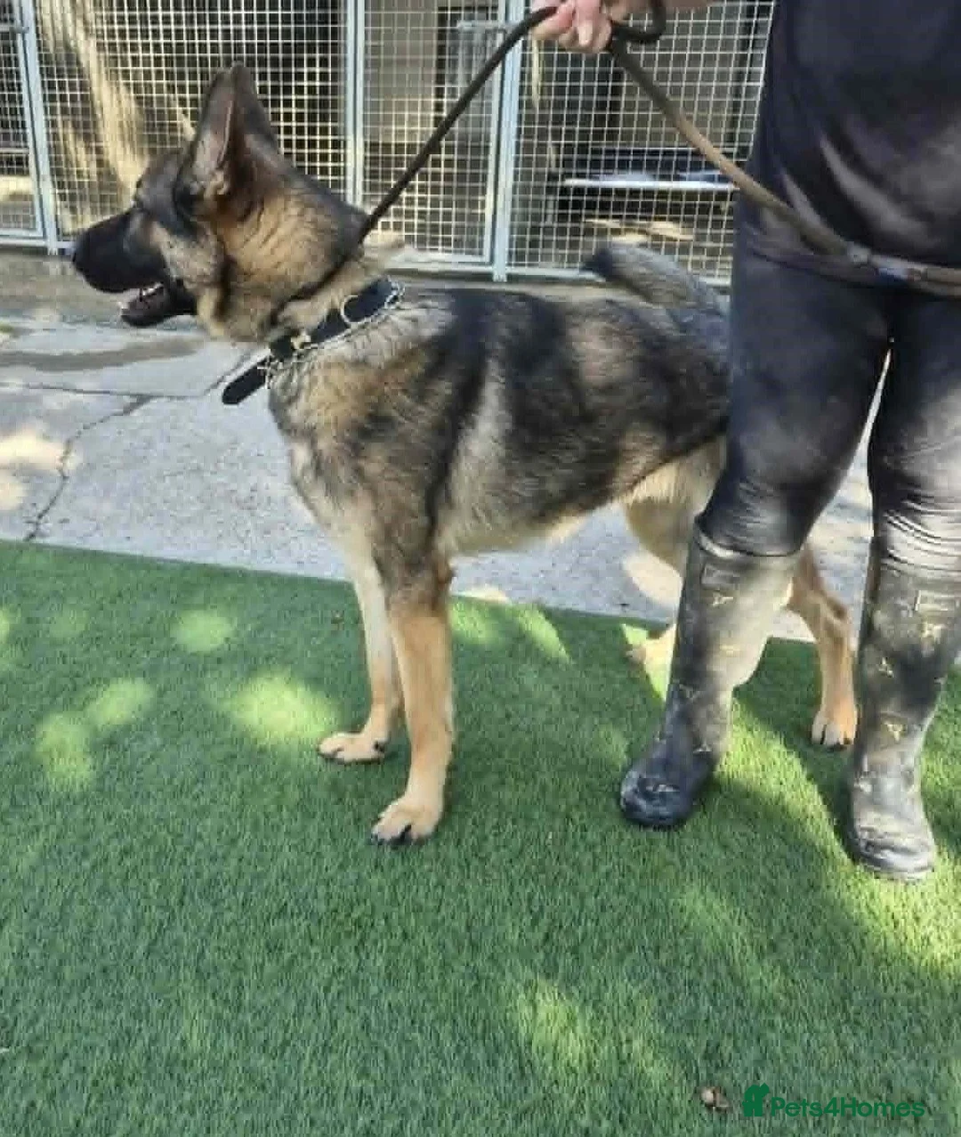 German Shepherd dogs for sale: German Shepherd Male 10 months - Advert 2