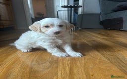 Cockapoo dogs for sale: 1 boy beautiful cockapoo last one left!  - Image 8