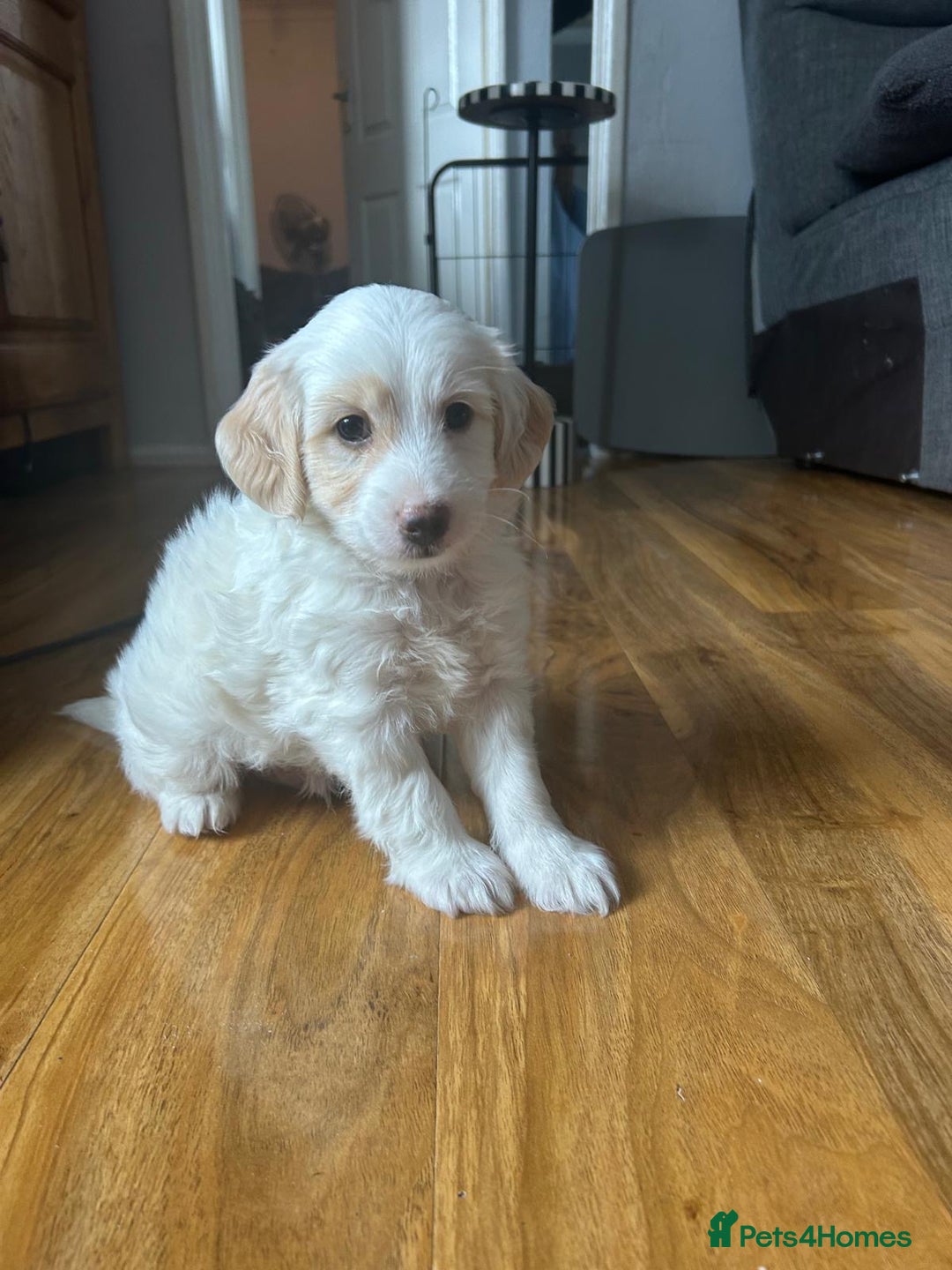 Cockapoo dogs for sale: 1 boy beautiful cockapoo last one left!  - Image 8