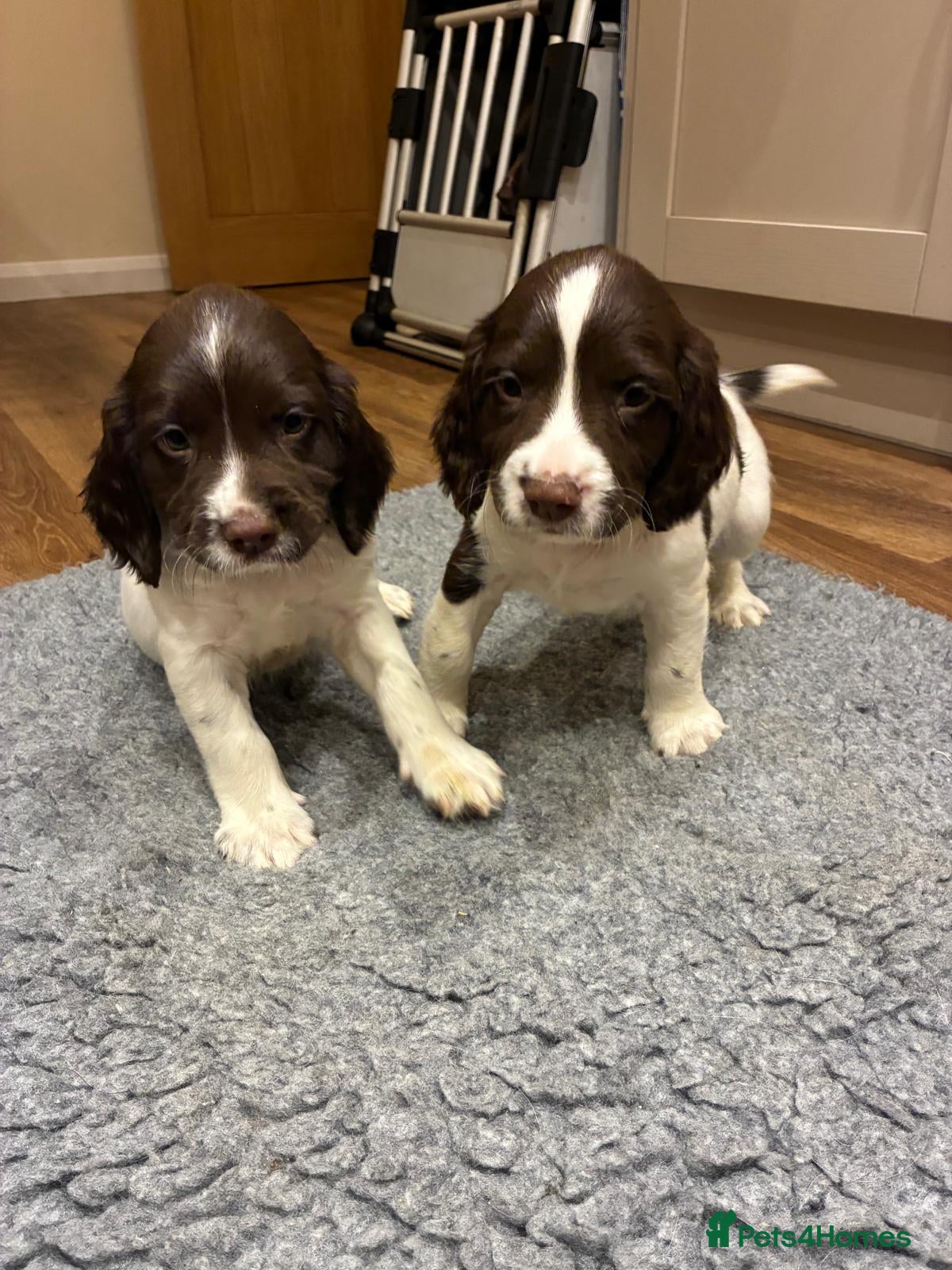 English Springer Spaniel dogs Male Springer Spaniel puppies - Advert 8