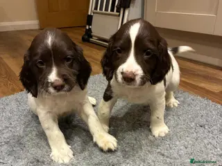 English Springer Spaniel dogs Male Springer Spaniel puppies - Advert 1