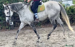 English Thoroughbred horses for sale: 16.3hh Grey Mare - wonderful temperament  - Image 2