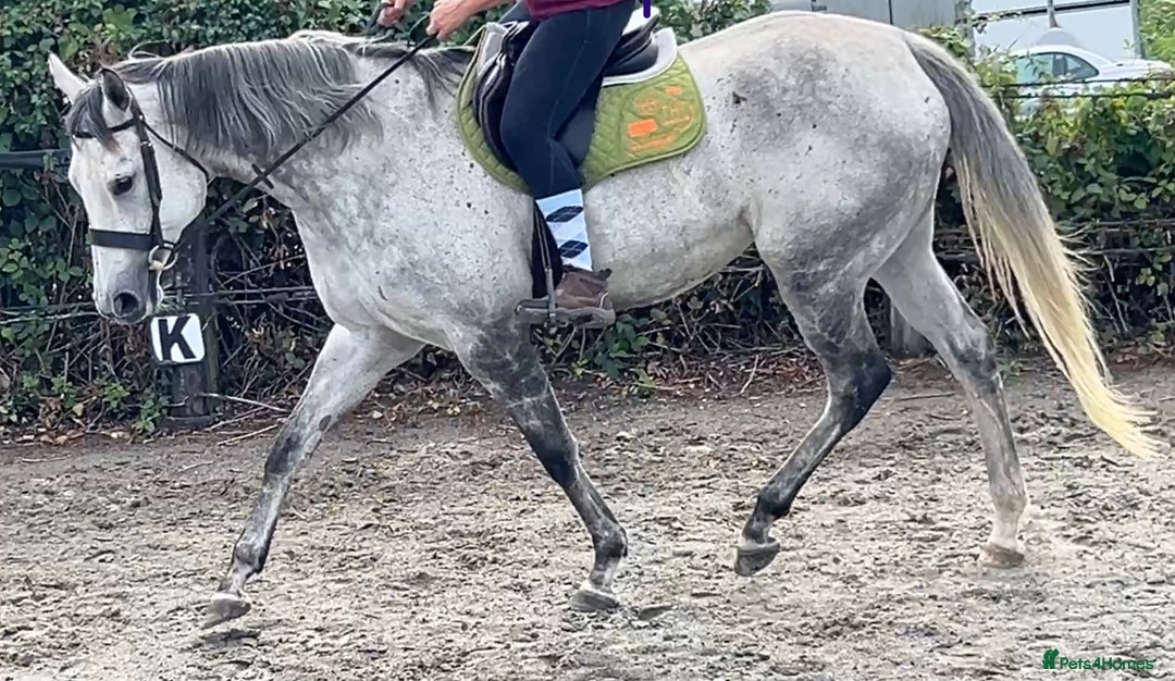 English Thoroughbred horses for sale: 16.3hh Grey Mare - wonderful temperament  - Image 2
