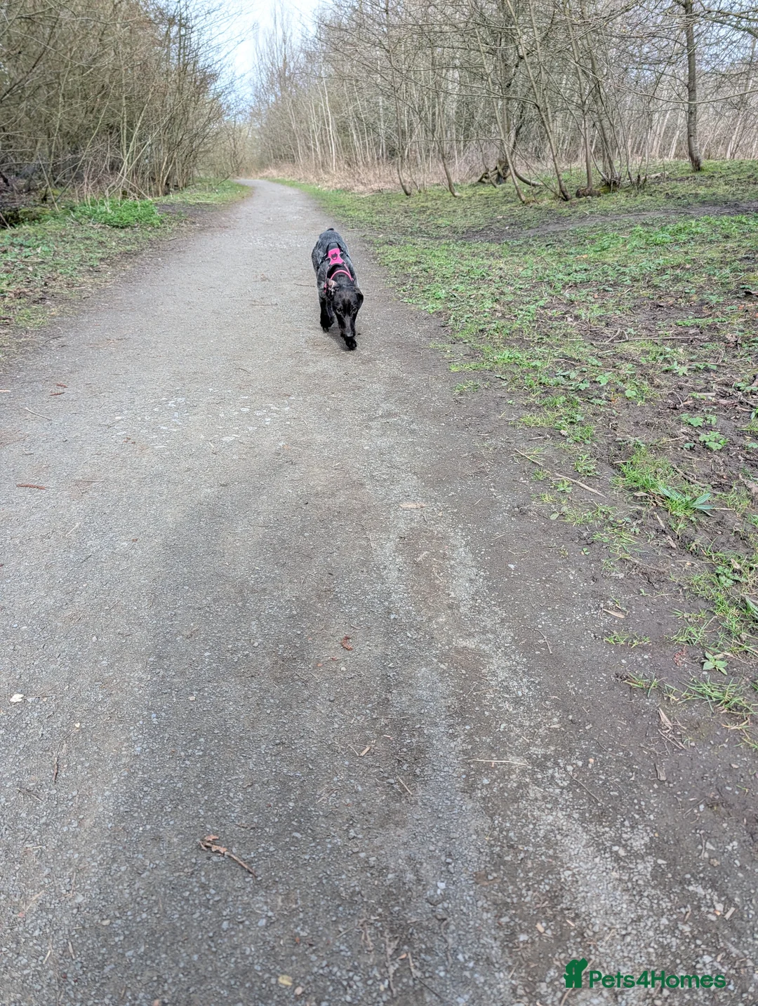 Mixed Breed dogs for sale: Female dauschand cross  - Advert 5