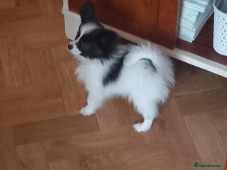 Papillon dogs 2 beautiful examples of this beautiful breed - Advert 6