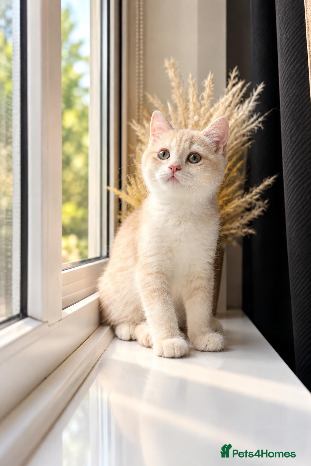 British Shorthair cats Rare Gorgeous GCCF Lilac & Chocolate Golden Kitten - Advert 2