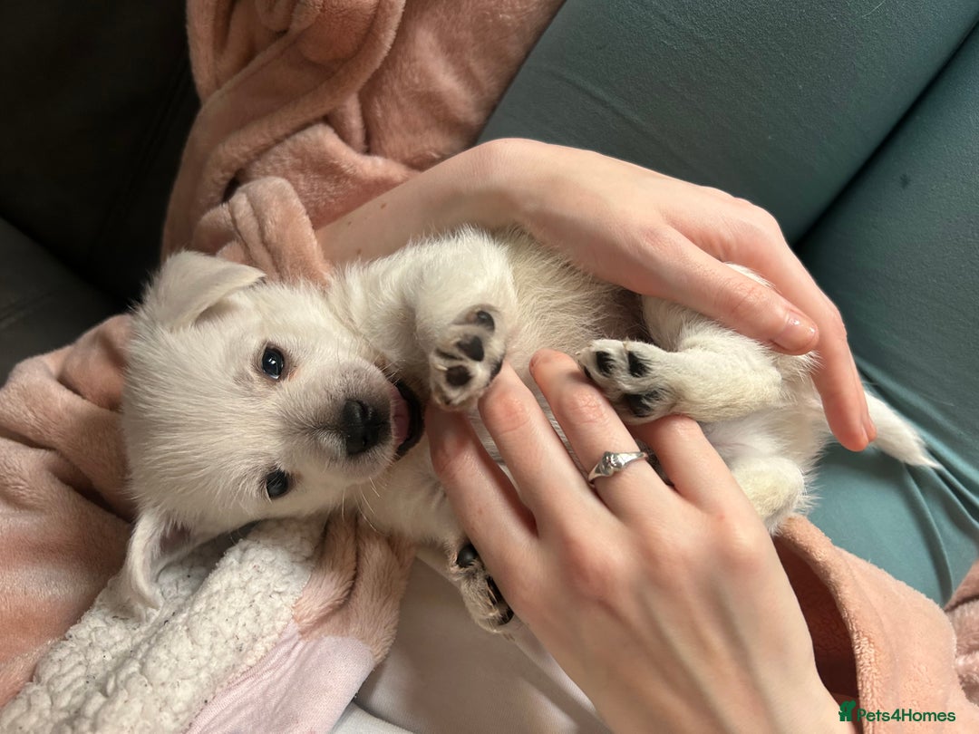 West Highland Terrier dogs for sale: Gorgeous West Highland White (Westie) Puppies - Image 18