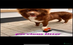 Siberian Husky dogs for sale: Wooly Siberian Husky - Image 13