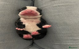 Boston Terrier dogs for sale: Bostons of Scotland  - Image 8