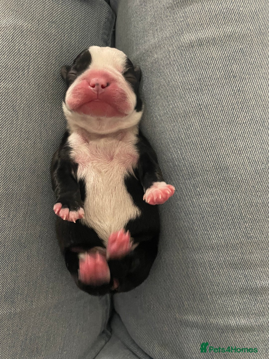 Boston Terrier dogs for sale: Bostons of Scotland  - Image 8