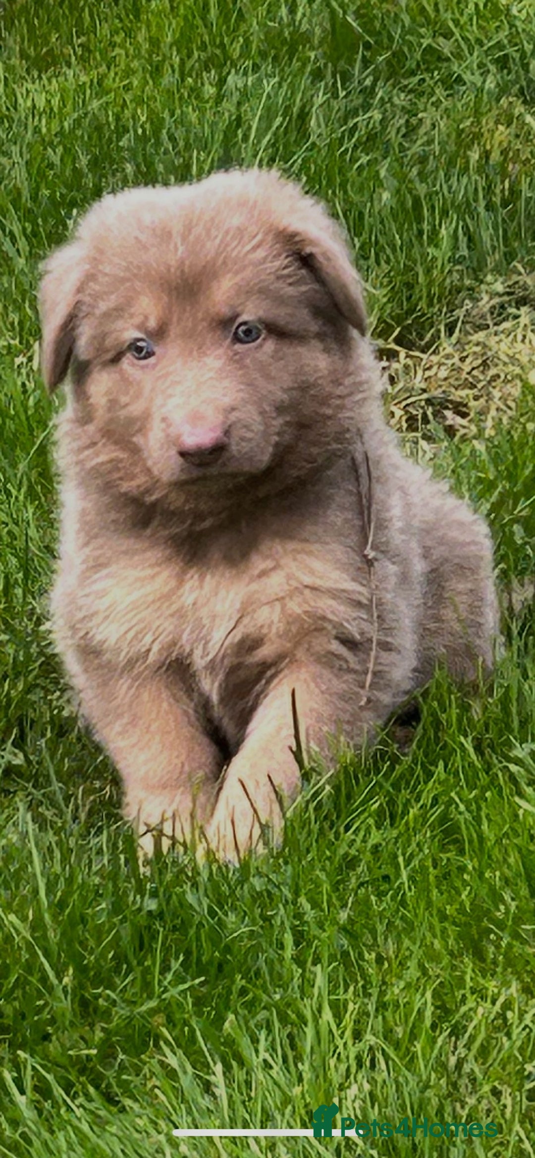 German Shepherd dogs for sale: German Shepherd pups kc reg health tested  - Advert 2