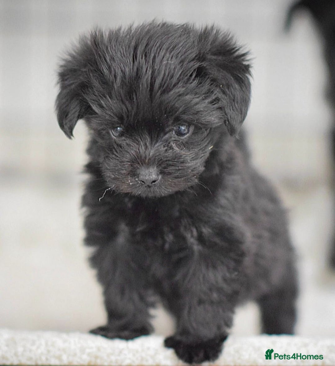 Mixed Breed dogs for sale: Council approved 5⭐️Rated Licensed Registered  - Advert 1