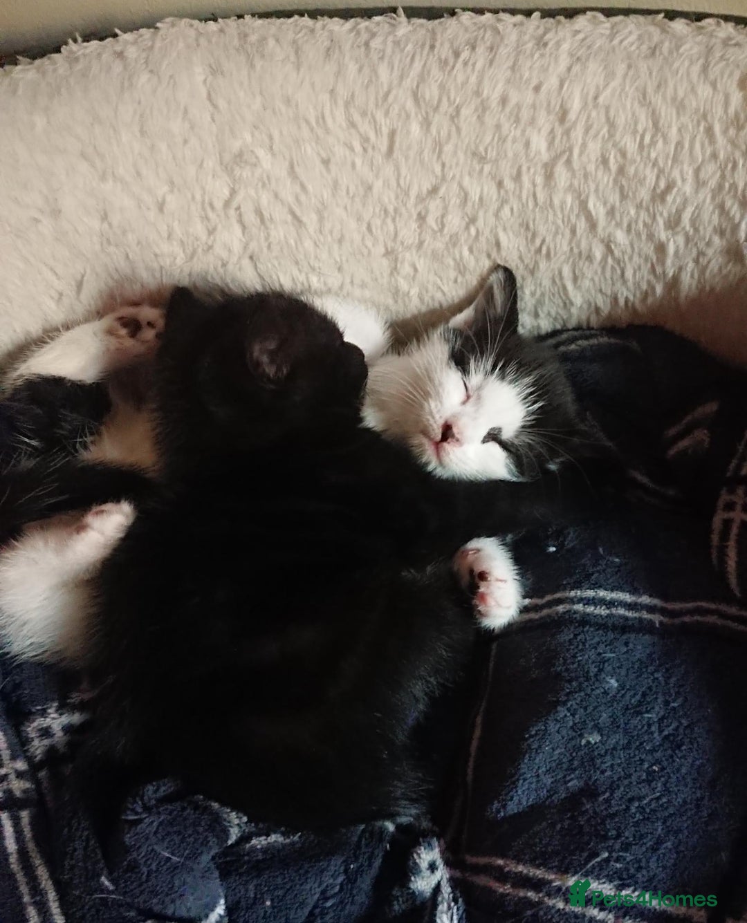 Mixed Breed cats for sale: Beautiful litter of 5 kittens 3 girls 2 boys - Advert 4