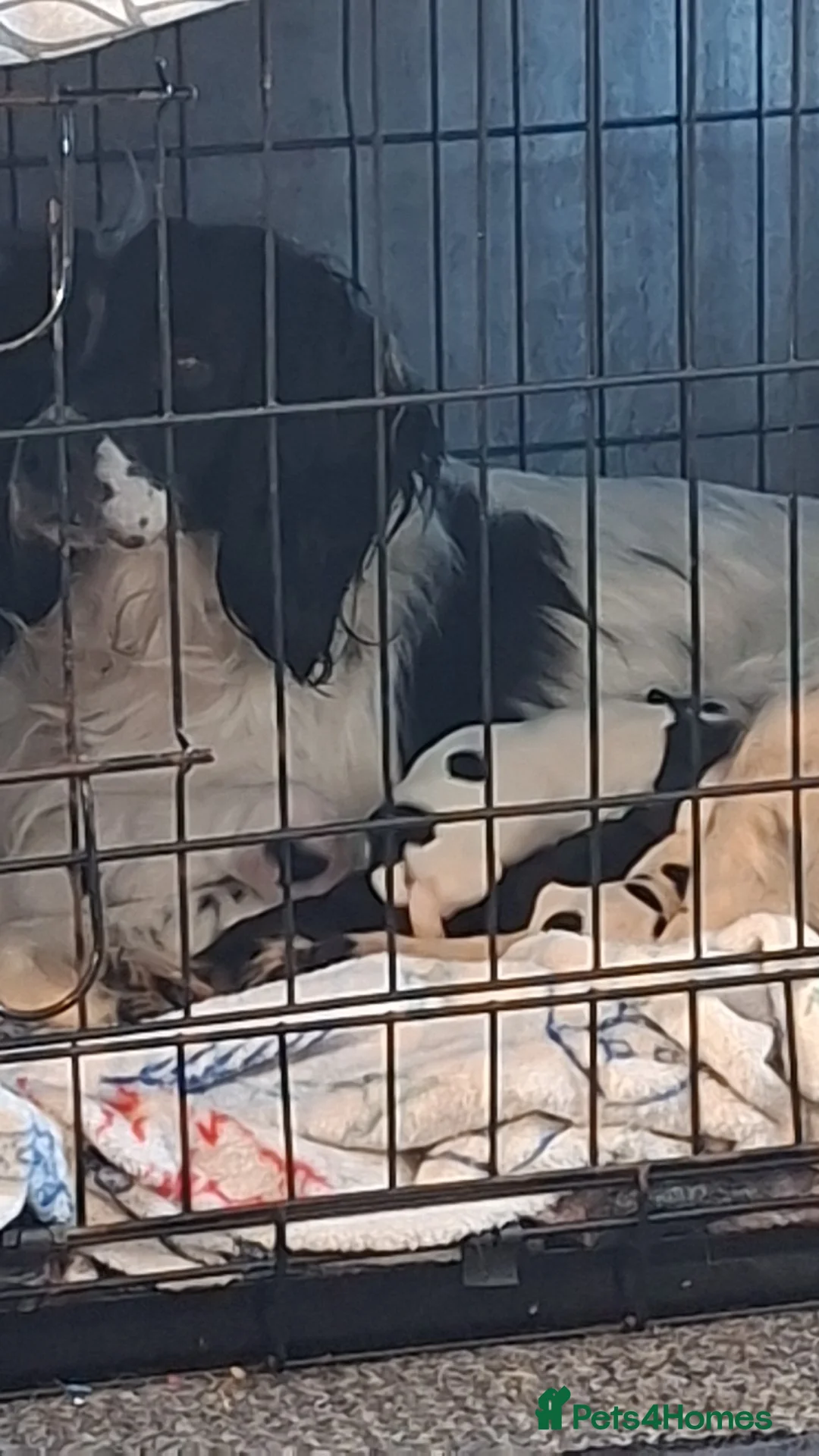 Sprocker dogs for sale: Sprocker pups  - Advert 1