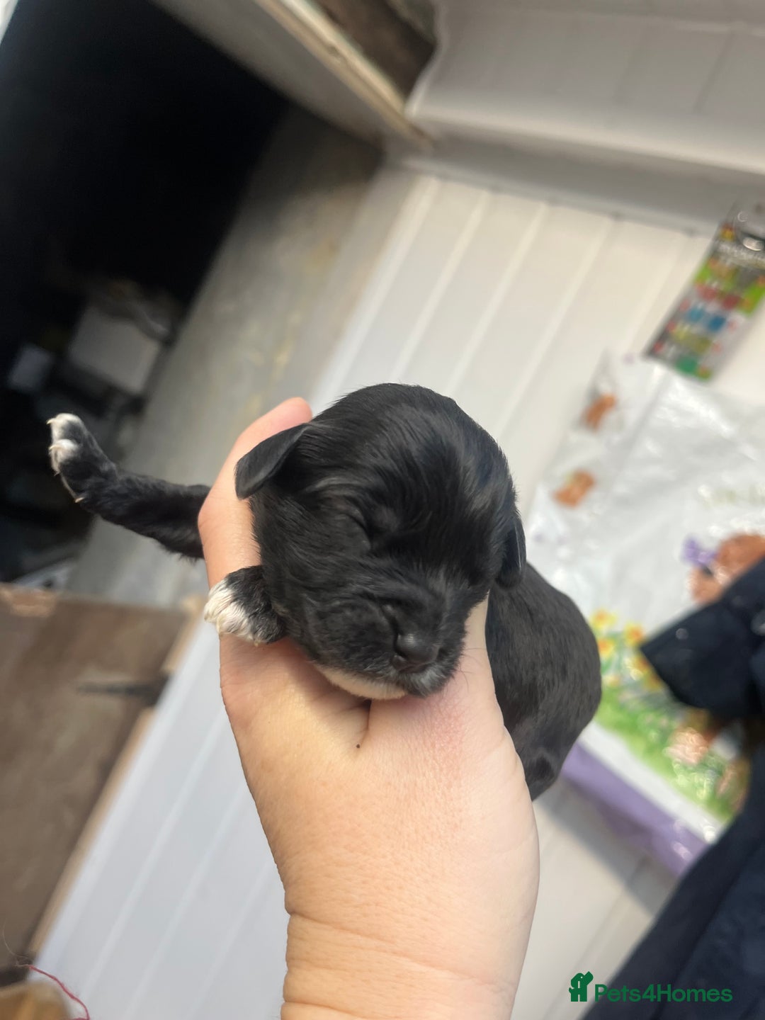Cockapoo dogs for sale: Beautiful f2 cockapoos - Image 6