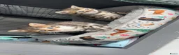 Bengal cats for sale: beautiful litter ready to leave 21st may - Advert 9