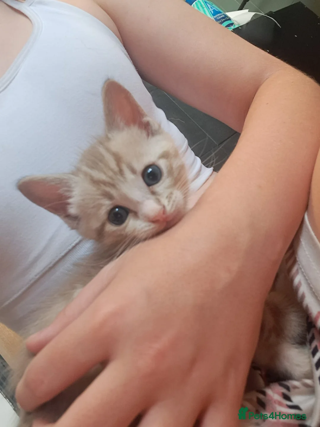 Mixed Breed cats for sale: Bengal cross ragdoll kittens - Advert 25