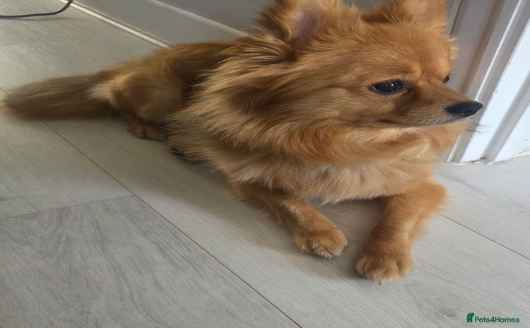Pomchi dogs - Advert 1