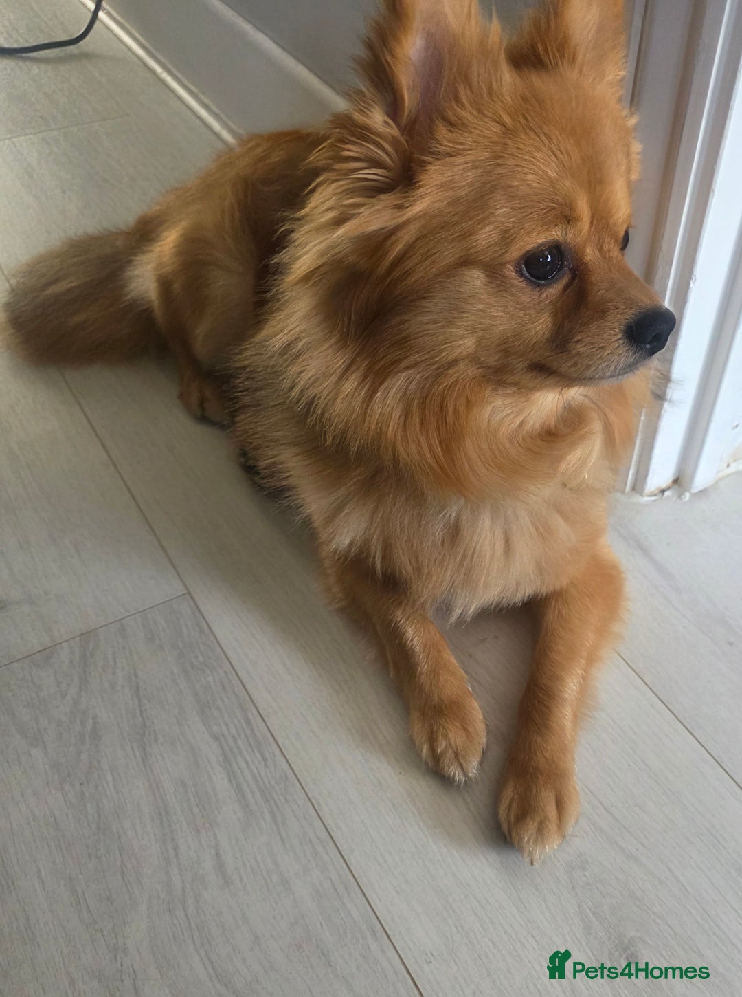 Pomchi dogs for sale: Pomchi  - Image 1
