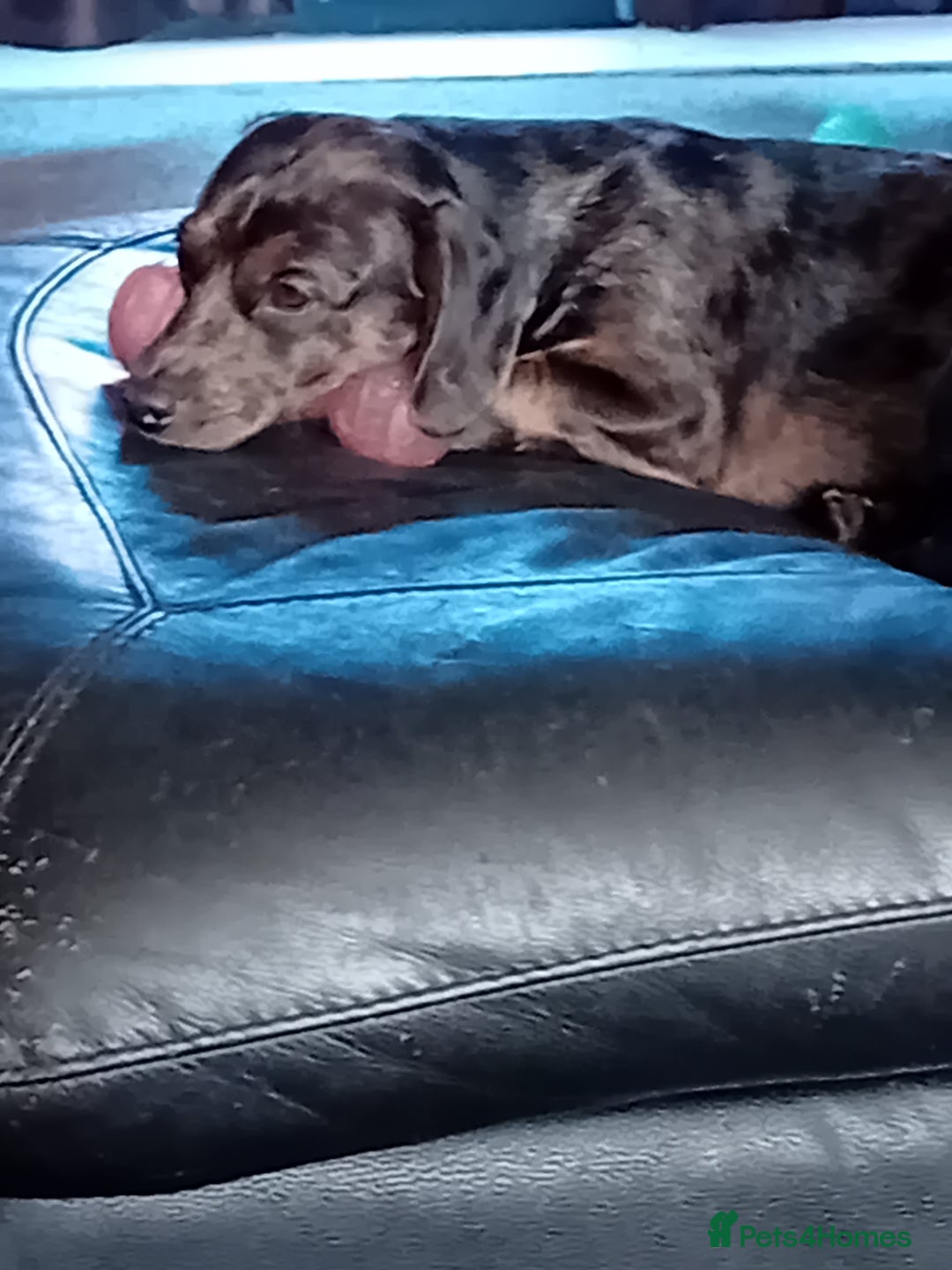 Dachshund dogs for sale: 2 dogs for sale  - Image 3