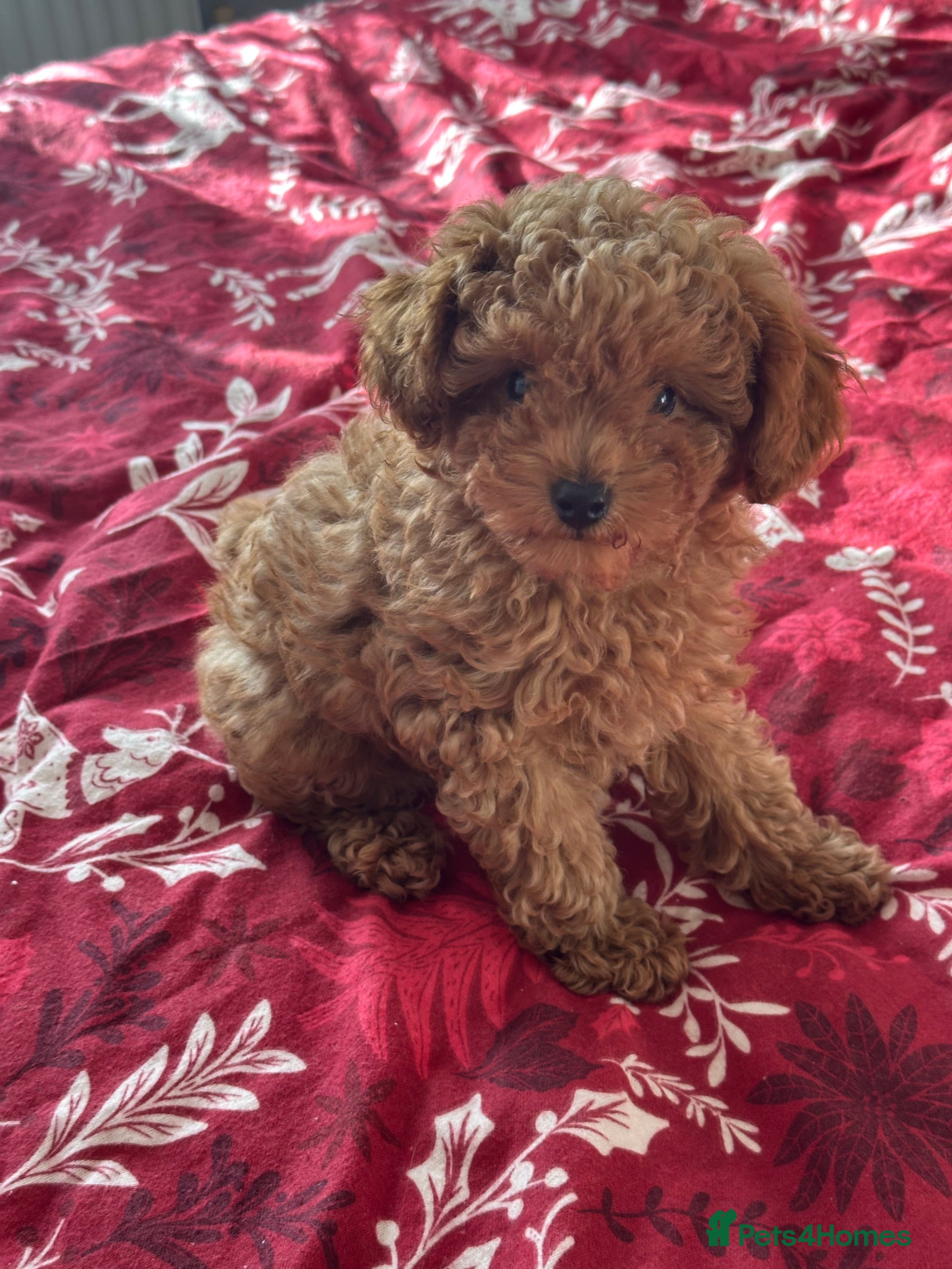 Toy Poodle dogs Beautiful red Toy Poodle Puppies  - Advert 14
