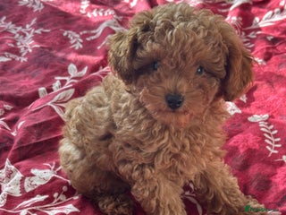 Toy Poodle dogs Beautiful red Toy Poodle Puppies - Advert 13