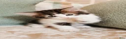 Maine Coon cats for sale: 🐾 Beautiful Maine Coon Kittens 🐾 - Advert 26