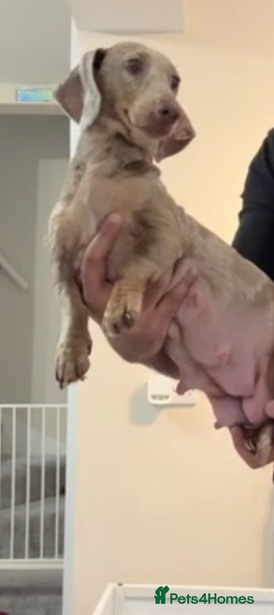 Dachshund dogs for sale: 9 weeks old minature dashund puppy - Advert 5