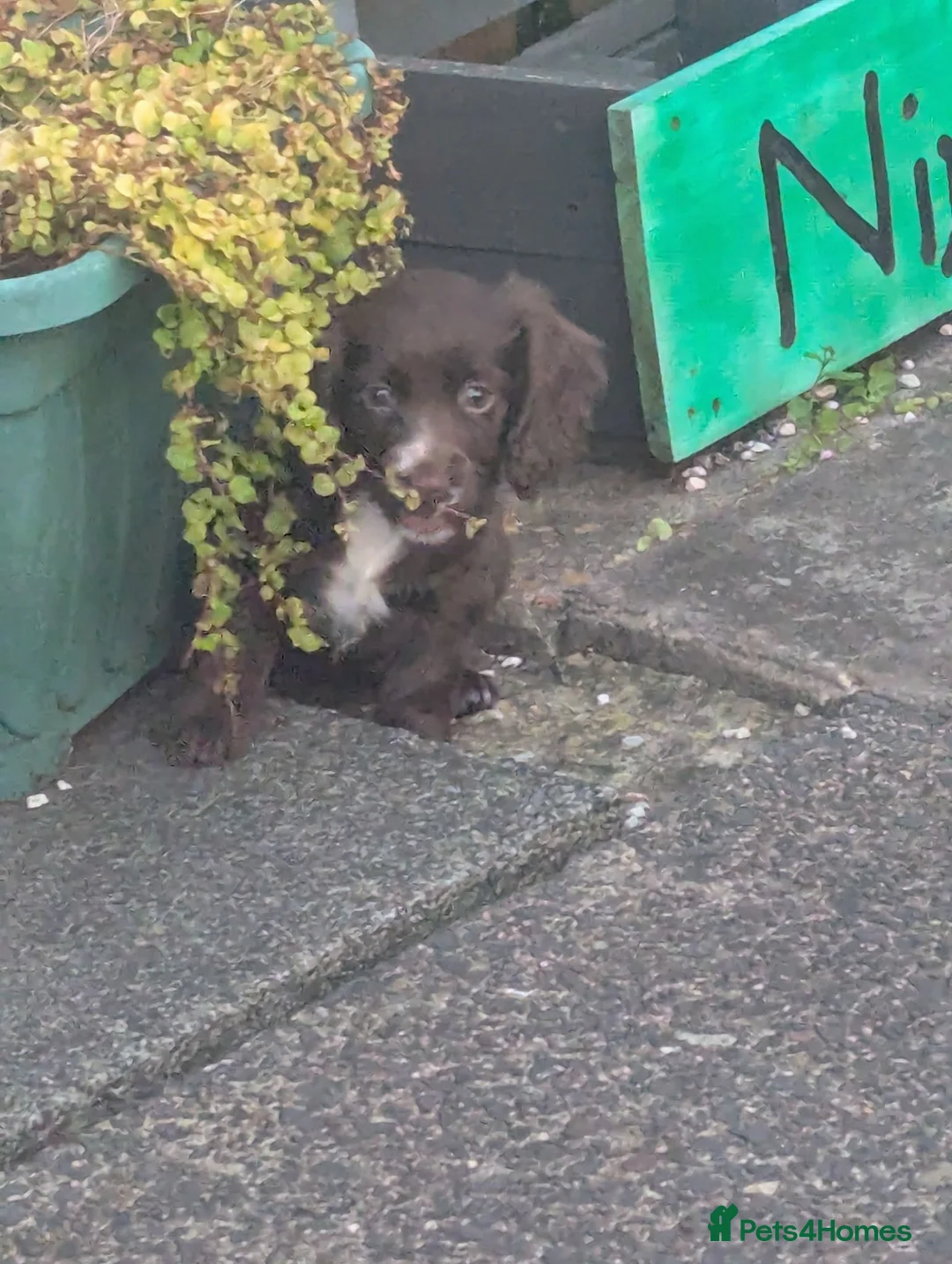 Cocker Spaniel dogs for sale: Wee brown and white cocker girl in Kilmarnock - Advert 1