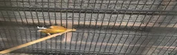Mixed Breed birds for sale: Cannry and cage  - Advert 7