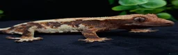 Gecko reptiles for sale: Beautiful Crested Gecko's ready for new homes  - Advert 3