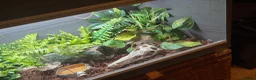 Gecko reptiles for sale: African Fat Tailed Gecko - Advert 4
