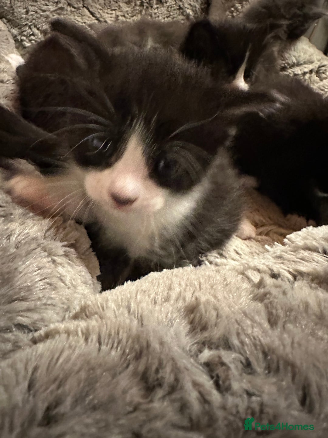 Maine Coon cats for sale: Maine Coon Crosses - Advert 11