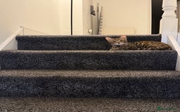 Bengal cats for sale: Half Bengal Kitten Ready Now - Image 4
