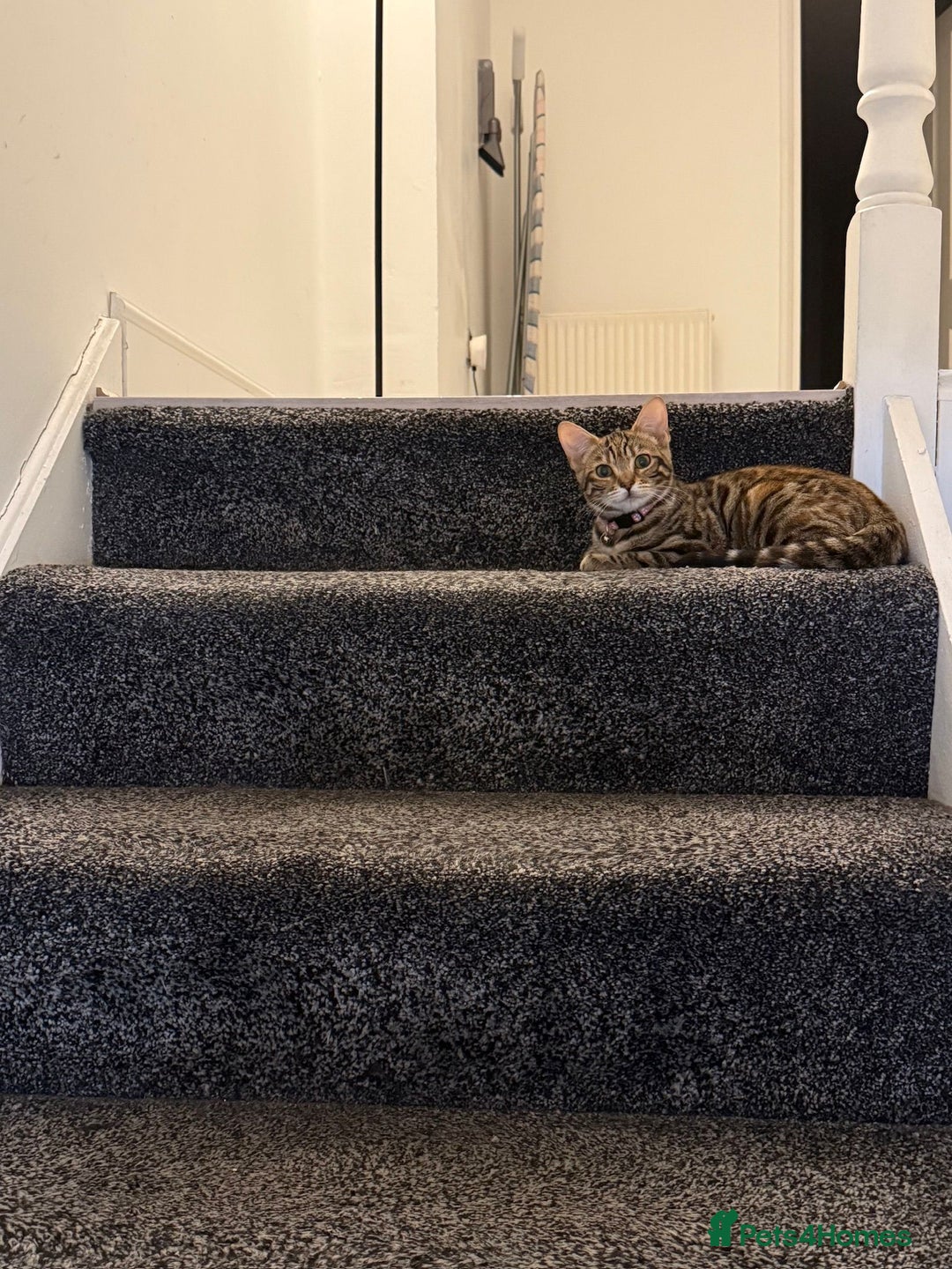 Bengal cats for sale: Half Bengal Kitten Ready Now - Image 4