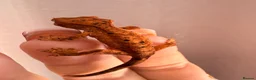 Gecko reptiles for sale: Crested Gecko Babies - Advert 6