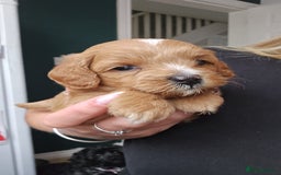 Shihpoo dogs for sale: Toy poodle x  - Image 4
