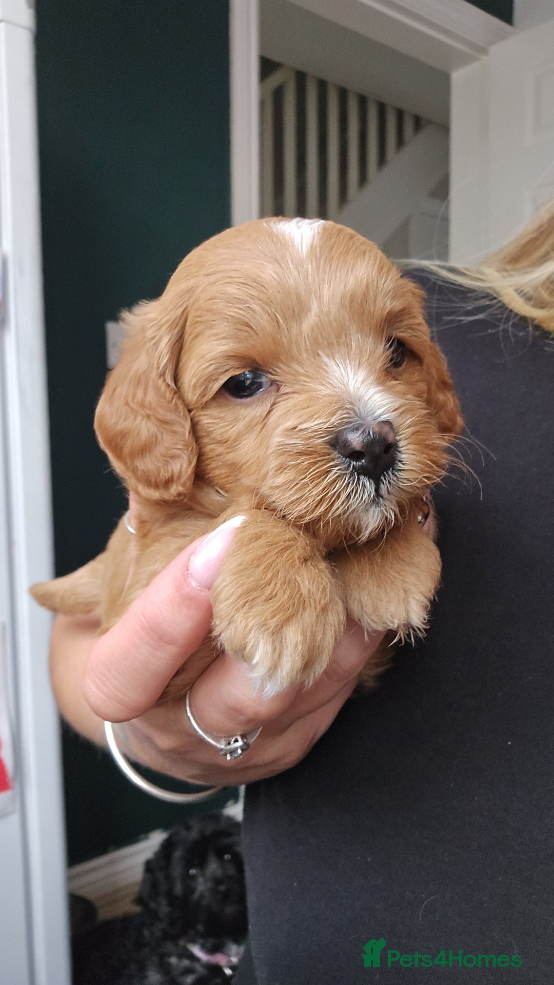Shihpoo dogs for sale: Toy poodle x  - Image 4