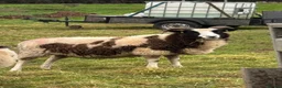 Sheep livestock for sale: In lamb Jacob’s  - Advert 2