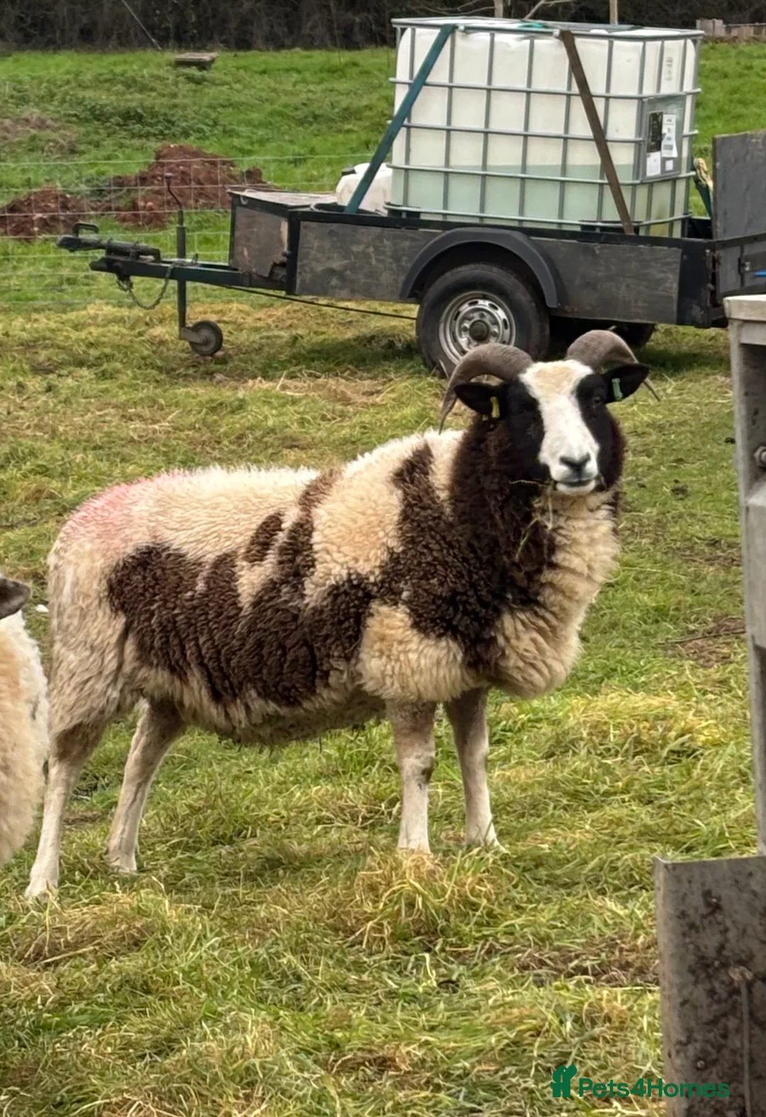 Sheep livestock for sale: In lamb Jacob’s  - Advert 2