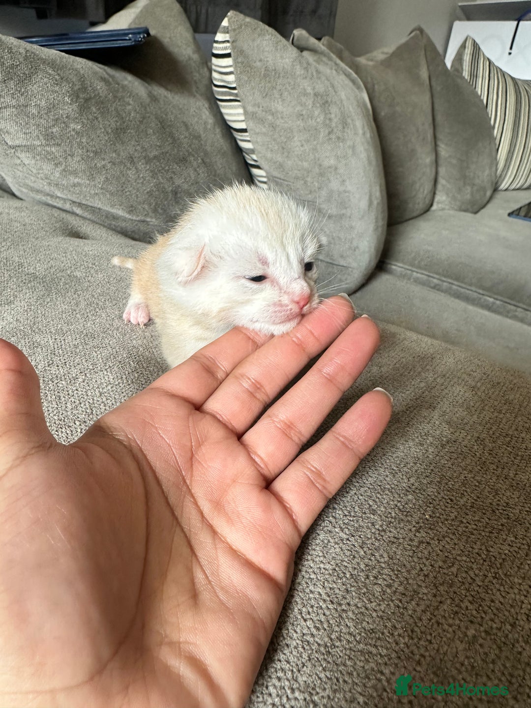 Domestic Shorthair cats for sale: Ginger / Grey&Silver Kitten for sale  - Image 2