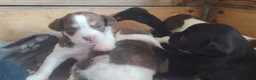 Mixed Breed dogs for sale: 3/4 Labrador Puppies for sale in Barrow-in-Furness - Advert 4