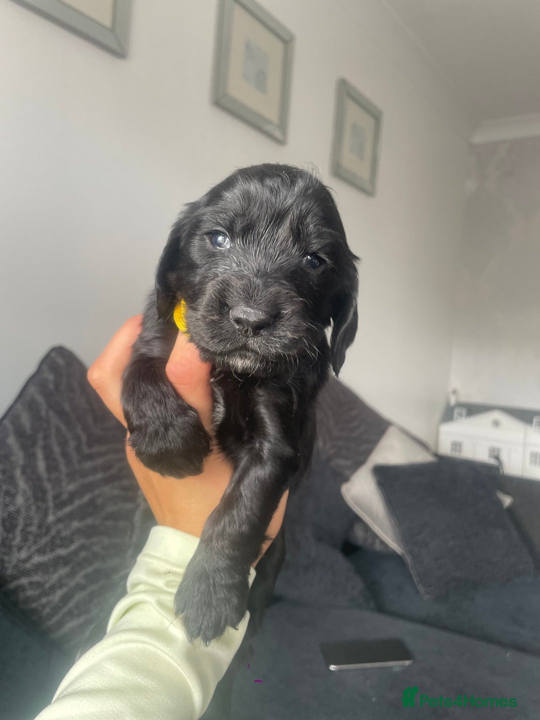 Cockapoo dogs for sale: Cockapoo fb1 puppy’s  - Image 4
