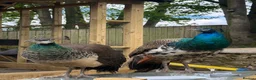 Peafowl poultry for sale: Pair of peafowl  in Bishop Auckland - Advert 1