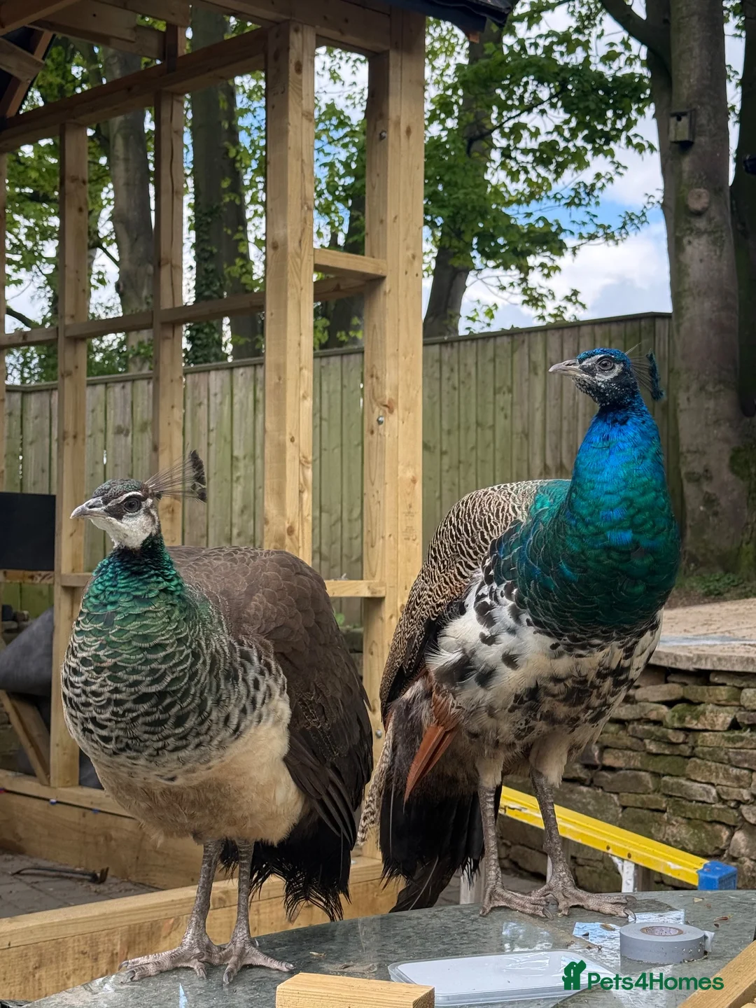 Peafowl poultry for sale: Pair of peafowl  in Bishop Auckland - Advert 1